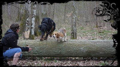 Flamme et Geek : balade dans les bois