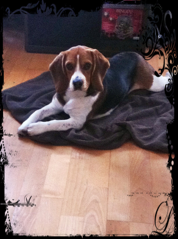 beagle Galia