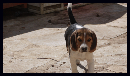beagle photo