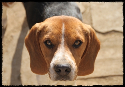 Beagle 1 an