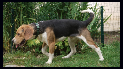 beagle mâle