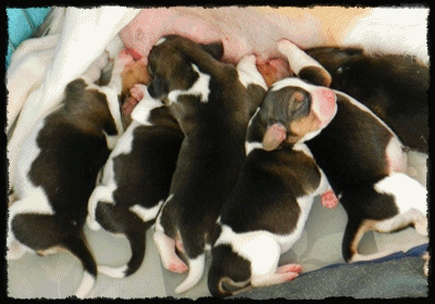 chiots beagle 10 jours