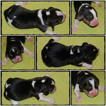 beagle femelle