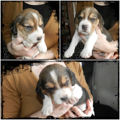 chiots beagle mâles