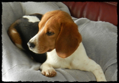 Héden, beagle femelle de 1 an