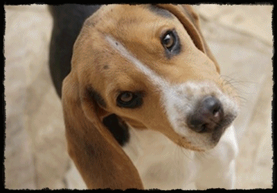 diaporama photo femelle beagle Héden
