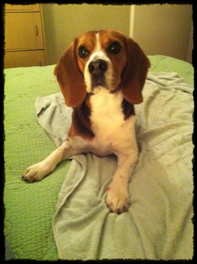 galia beagle femelle