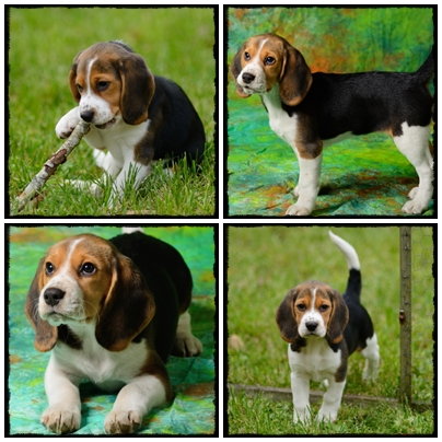 Ianka femelle beagle