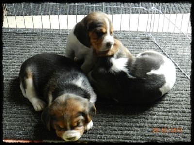 Chiots beagle photos